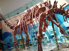 -陕西自然博物馆