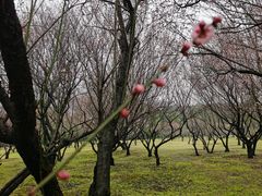 -蜀冈西峰生态公园
