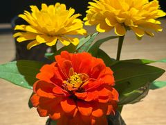 -初花·日本料理