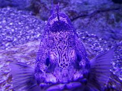 -瑞普利水族馆