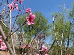 -莲花池公园