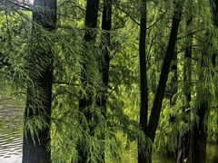 -三水森林公园