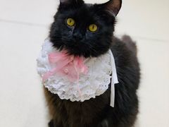 -藏猫猫咖啡主题馆(中央大道店)