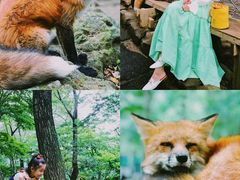 -宫城藏王狐狸村