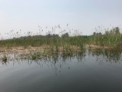 -白洋淀景区