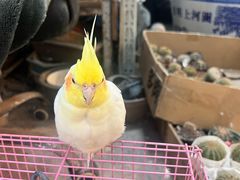 -双季花艺园艺市场(浦东店)