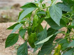 -庞各庄翠芳园西瓜蔬菜基地采摘园