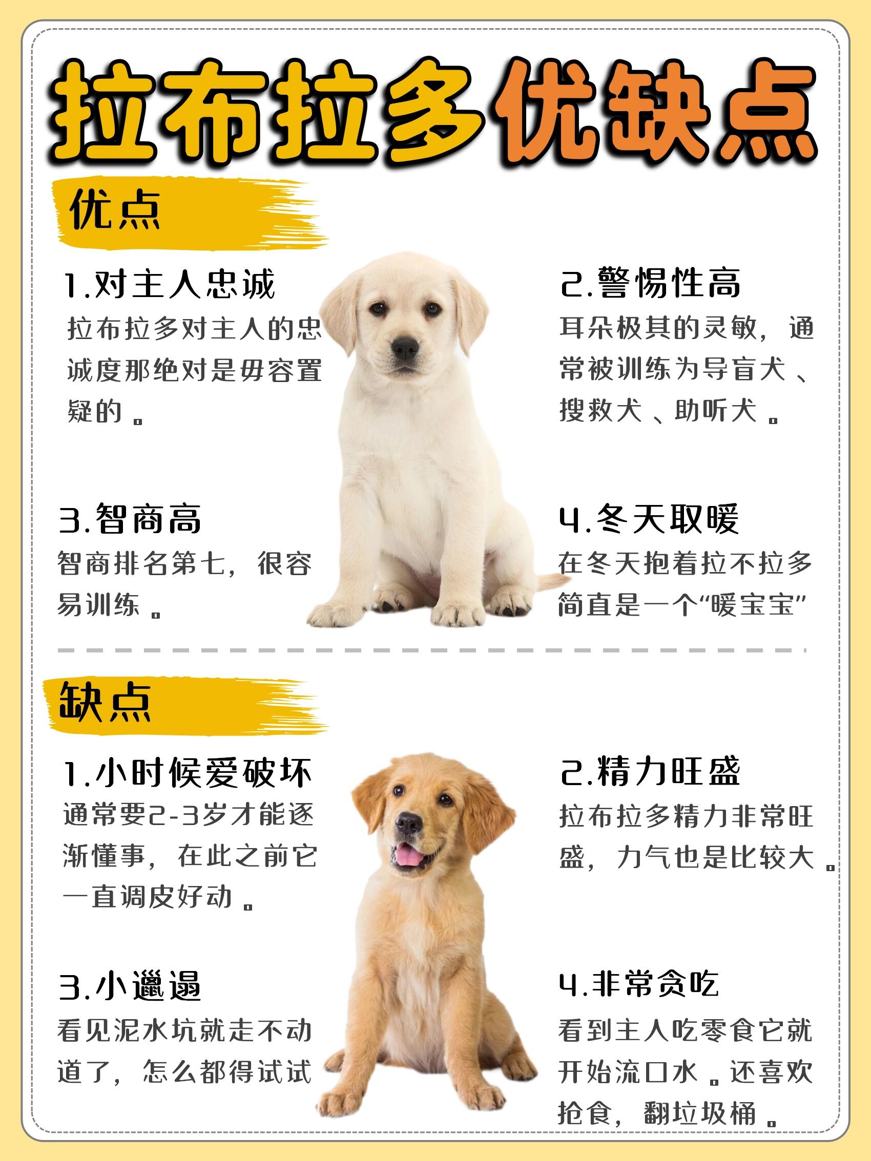 拉布拉多犬介绍简介图片