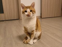 -伟伟宠物医院·瑞派猫友好医院·猫科(光谷店)