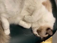 -飞行喵MR PILOT|猫舍·猫咖(静安大融城店)