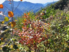 -大岭沟猕猴桃谷风景区