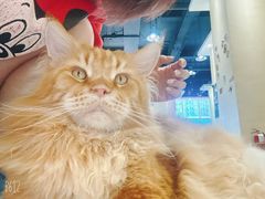 -藏猫猫咖啡主题馆(中央大道店)