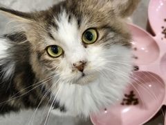 -楼上猫咖(罗湖店)