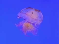 -上海海洋水族馆