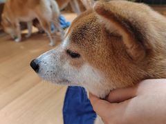 -是阿柴呀！柴犬咖啡·爱喵喵猫咖