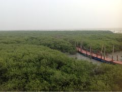 -北海金海湾红树林生态旅游区