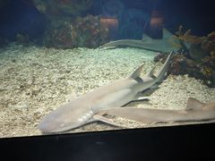 -上海海昌海洋公园-停车场