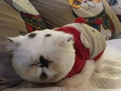 -more than meow吴止猫主题餐厅(承德 中船汇店)