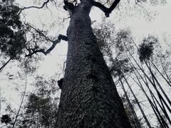 -云栖竹径