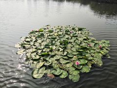 -前关湿地公园