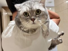 -创凡宠物医院·骨专科  猫科中心(西乡分院)