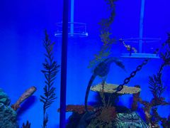 -上海海洋水族馆