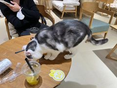 -藏猫猫咖啡主题馆(中央大道店)