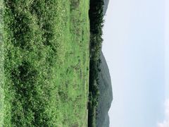 -亚龙湾国际玫瑰谷