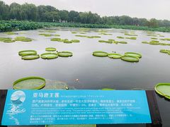 -荷塘月色湿地公园·向阳花洲