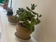 -阿水大杯茶(韩乐坊西街店)