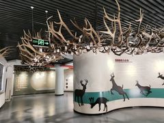 -北京麋鹿生态实验中心