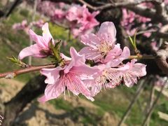 -西京湾花海