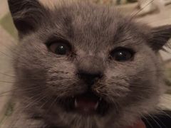 -暖阳宠物医院·犬猫康复中心·骨科