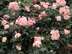 -人民公园(罗湖区)