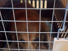 -瑞派申生动物医院·24H夜诊·国际动物医疗中心·骨外科(吴中路店)