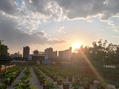 -莲花池公园