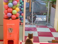 -猫宠乐园·专业洗护