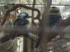 -费瑟代尔野生动物园