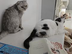 -喵的天空名猫咖啡馆·撸猫·猫舍·用品