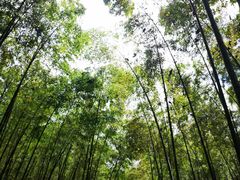 -大奇山国家森林公园