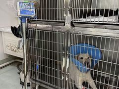 -汪喵宠物医院·骨科心脏影像·犬猫急重症ICU诊疗中心(成华分院)