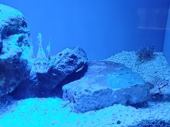 -上海海洋水族馆