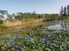 -上海长兴岛郊野公园