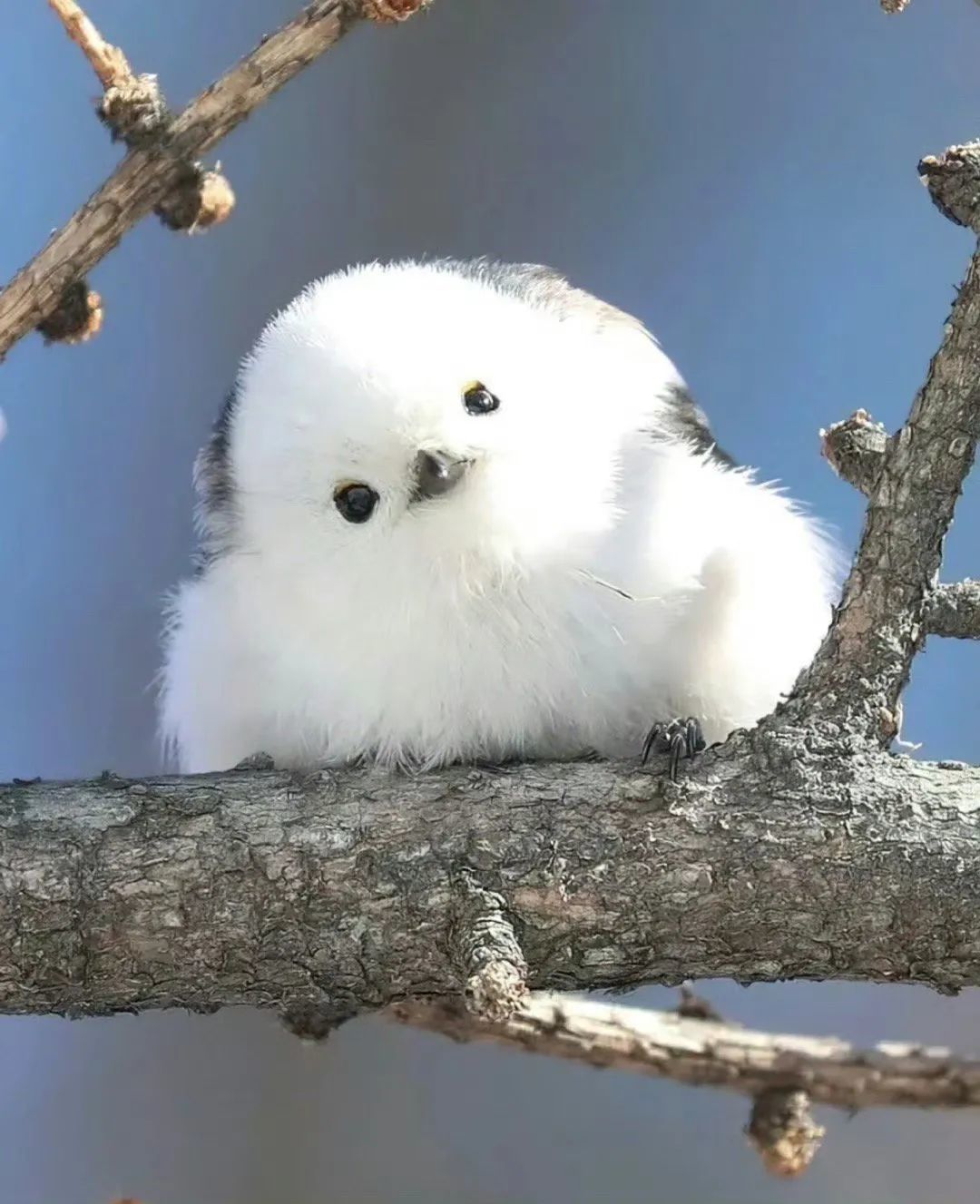 座城 #萌宠每日一晒 #万物皆有灵性请善待每一个生命 #神奇动物在哪里