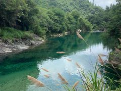-石台牯牛降景区