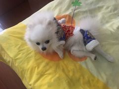 -爱侣宠医·鹦鹉专科·小型哺乳类·异宠专科(灵石路店)