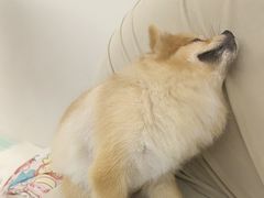 -怪兽屋·羊驼·猫咖·狗咖(俊华广场店)