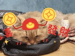 -滚猫咖啡·猫咖·猫友好撸猫(未来城店)