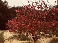 -南国桃园旅游度假区