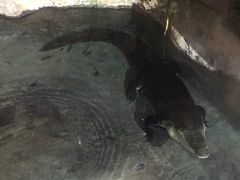 -迪拜水族馆及水下动物园